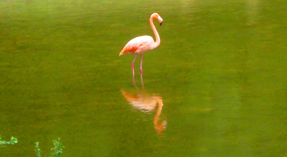 Caracas Zoologico 097